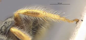 Media type: image;   Entomology 27432 Aspect: Leg hind